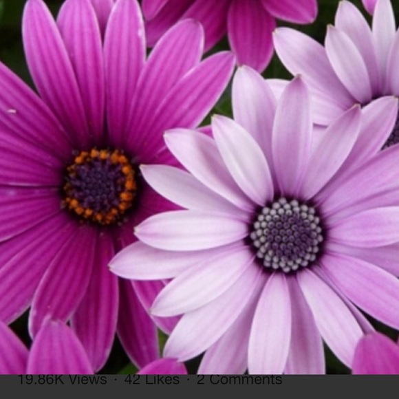 Meet your Posher, Mia - Picture 1 of 1